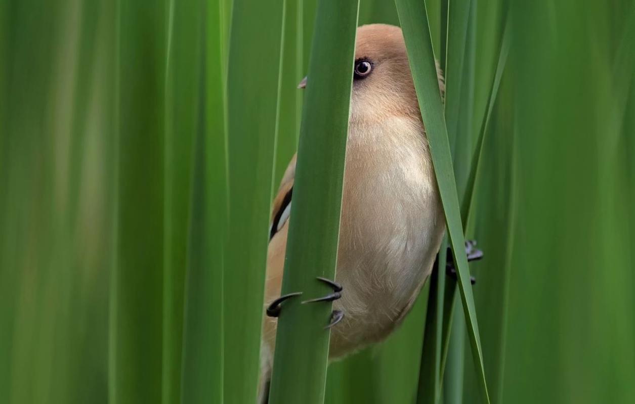 Снимок синицы киевского фотографа вошел в топ National Geographic