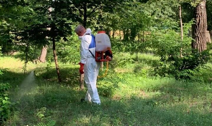 амброзія, обробка