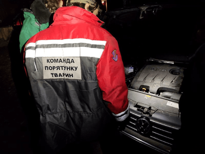 В Києві врятували кота, якого затягнуло під автомобіль