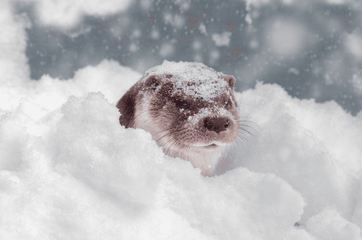 По слідам видри: як зимують маленькі хижаки у зоні відчуження