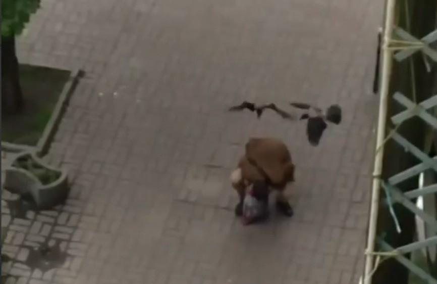 Відео дня. На вулиці Саксаганського птахи напали на перехожого