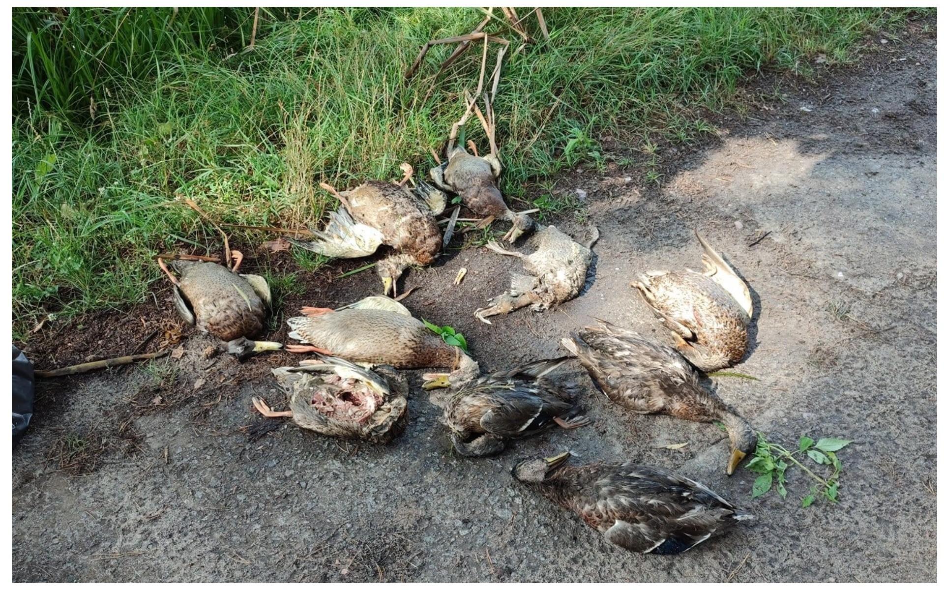 Пестицидів немає, але є ртуть! Є результати розтину риби та птахів з Голосіївського парку