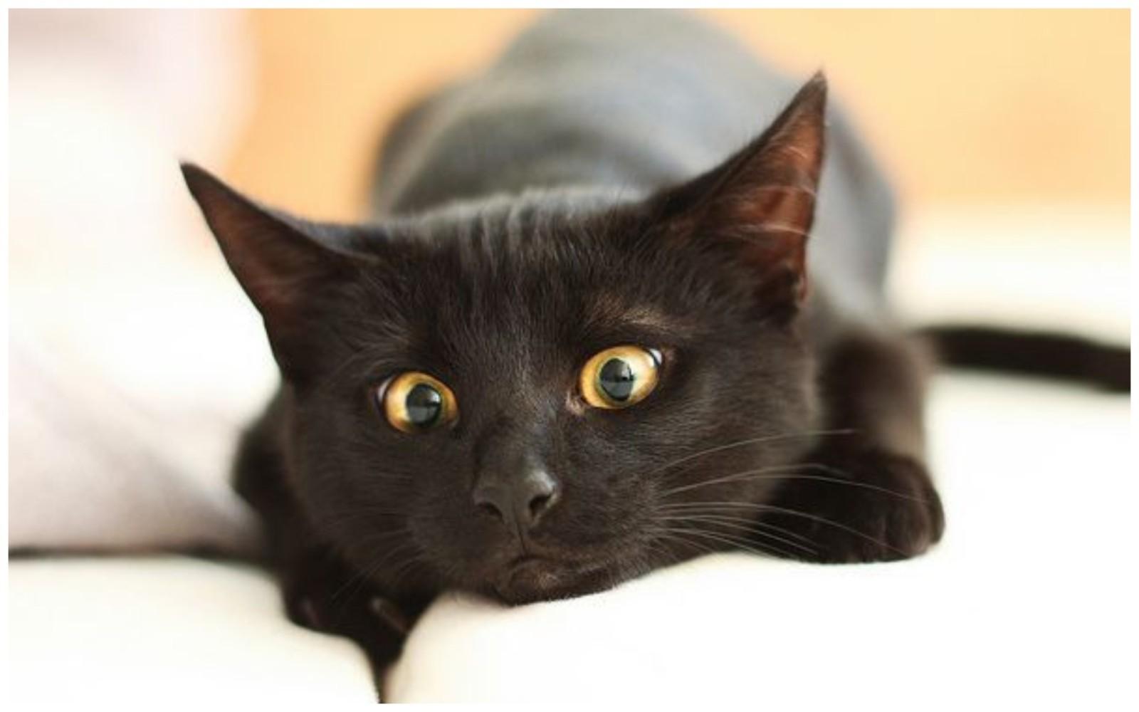 У Києві підлітки вчинили сексуальне насильство над твариною та знімали це на відео