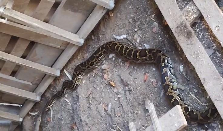 В Бучі величезний пітон окупував курник в приватному будинку