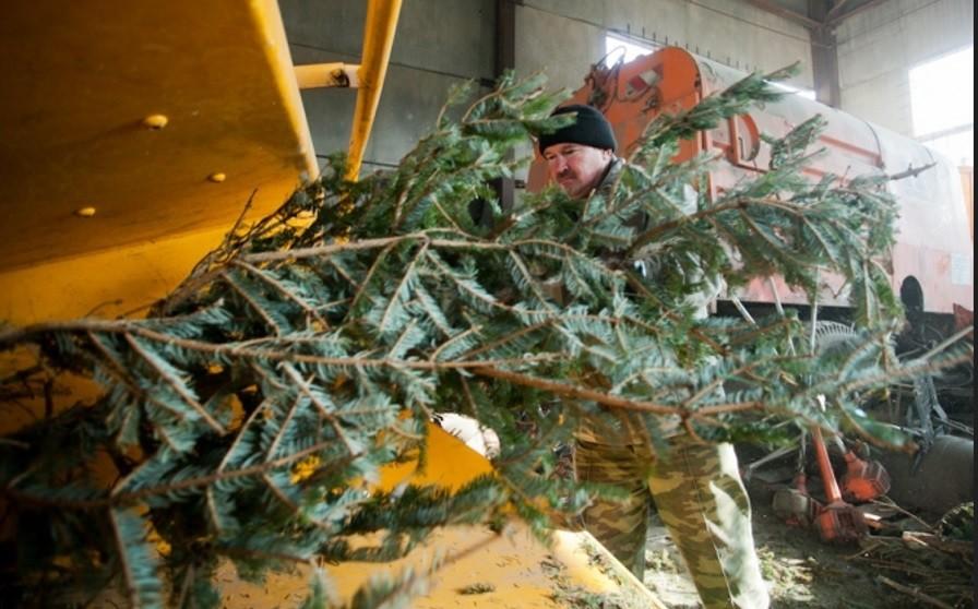 Пункти утилізації новорічних ялинок працюватимуть із 4 до 31 січня включно