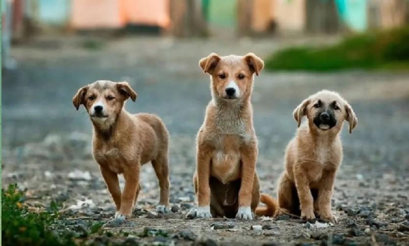 У Баришівській громаді реалізують програму регулювання чисельності безпритульних тварин