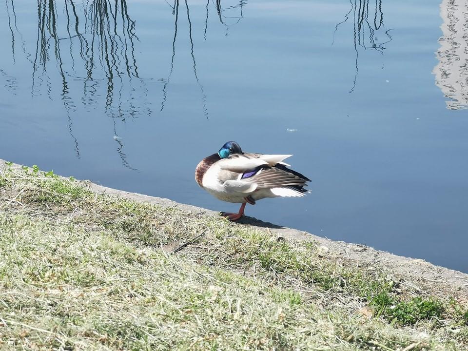 До Києва завітала метеорологічна весна