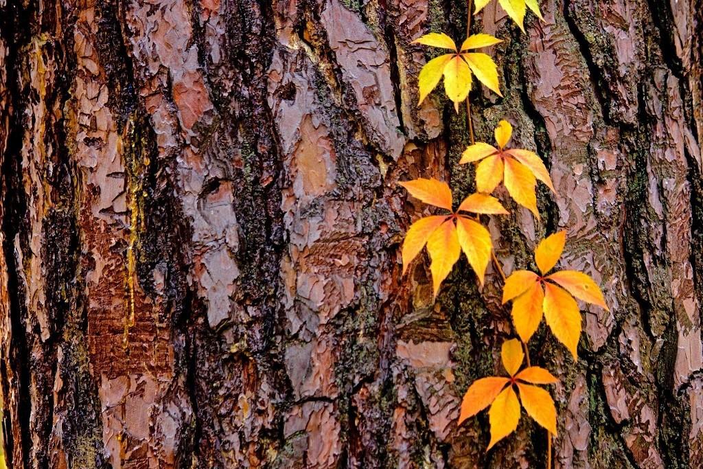 П’ятниця принесе потепління: прогноз погоди на завтра