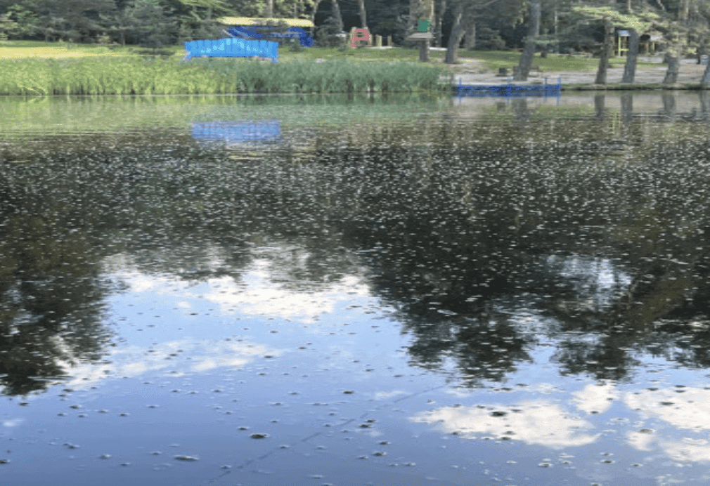 Кияни вимагають очистити Оріхуватські ставки у Голосіївському парку