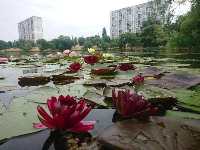 Озеро Тельбин влітку стає місцем паломництва: на дивовижні німфеї приїжджають дивитись кияни з усіх куточків міста