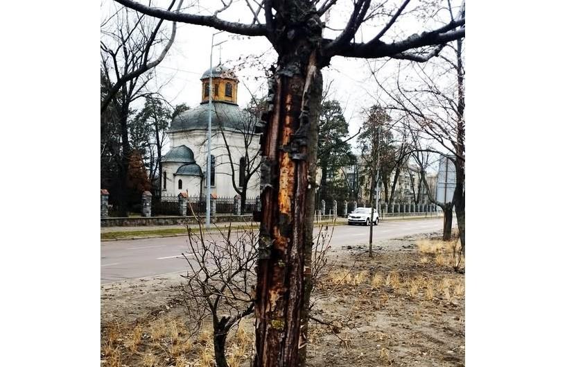 У Києві гинуть сакури на одній із найдовших у місті алей