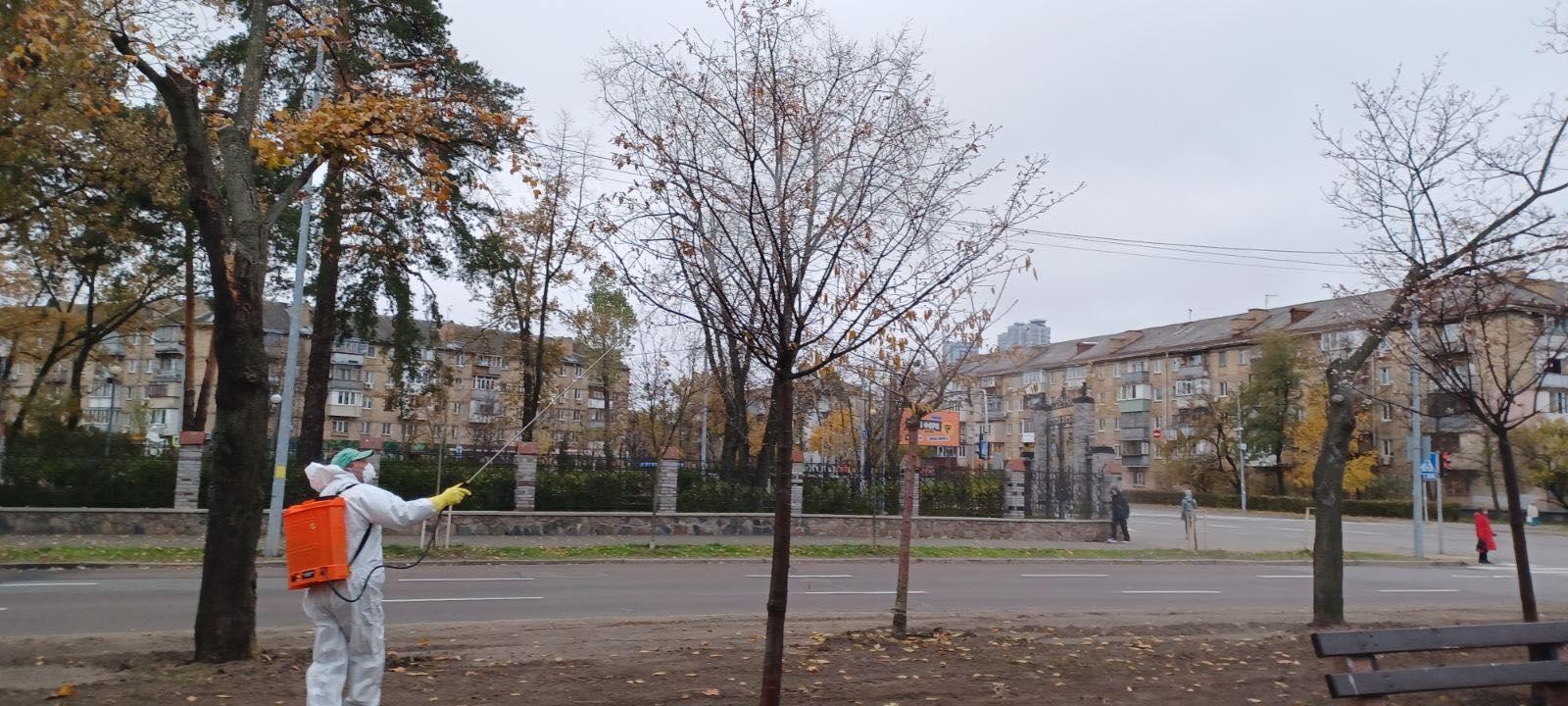 Озеленювачі відповіли на звинувачення у поганому догляді за сакурами у Дніпровському районі
