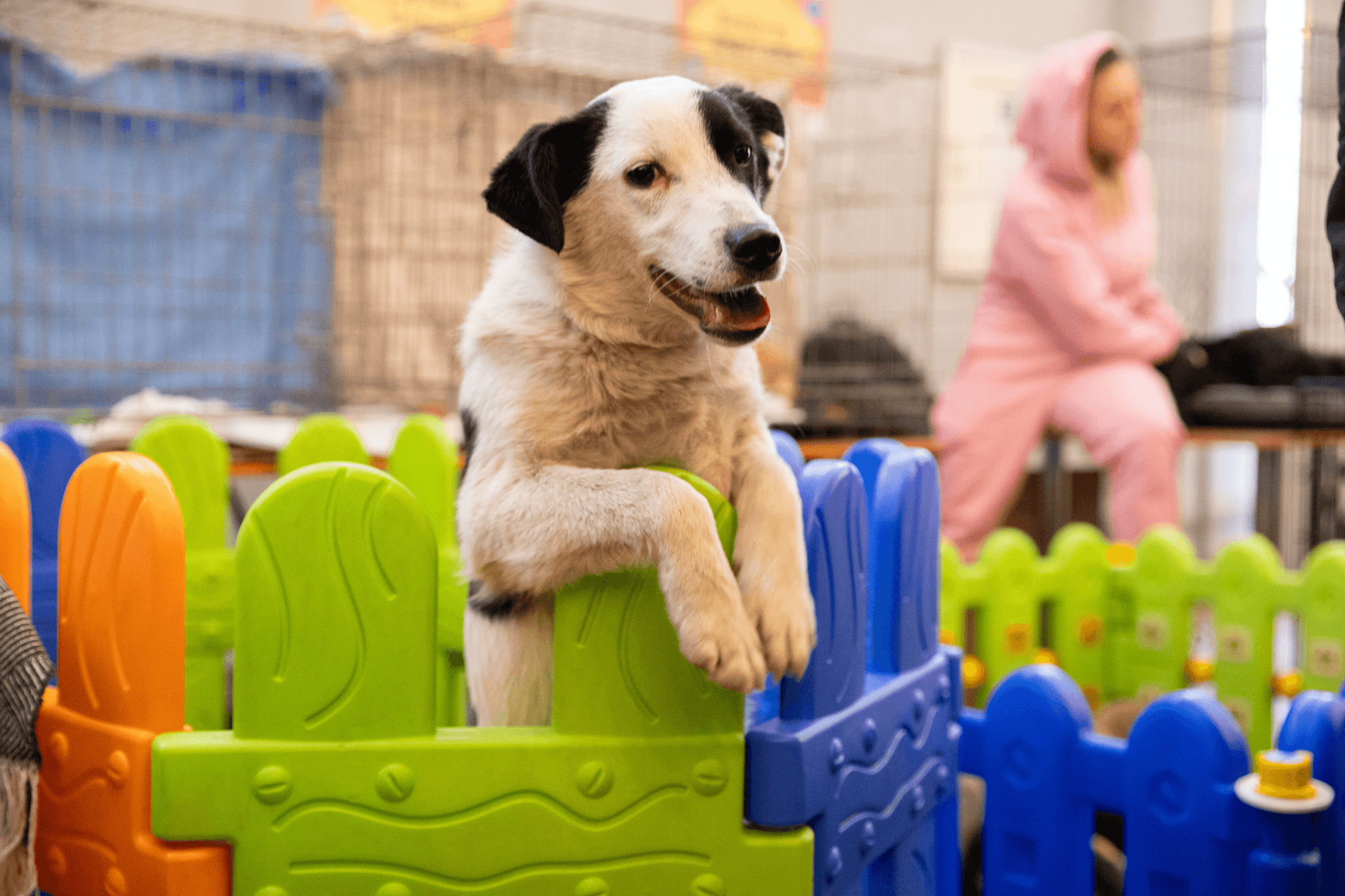 5 причин завітати на AdoptMe Days у травні: безкоштовна адопція та здорові звірята