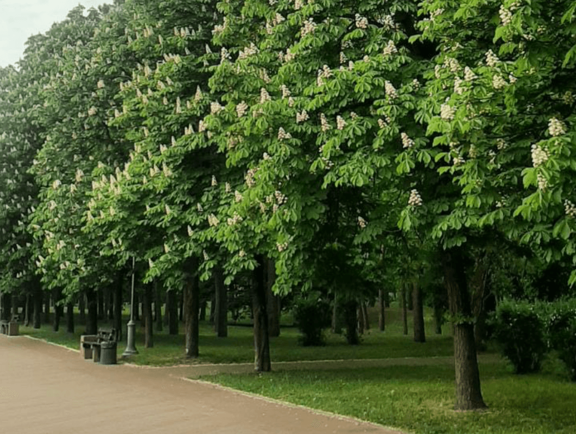 У каштани в парку «Перемога» почали вводити ін’єкції
