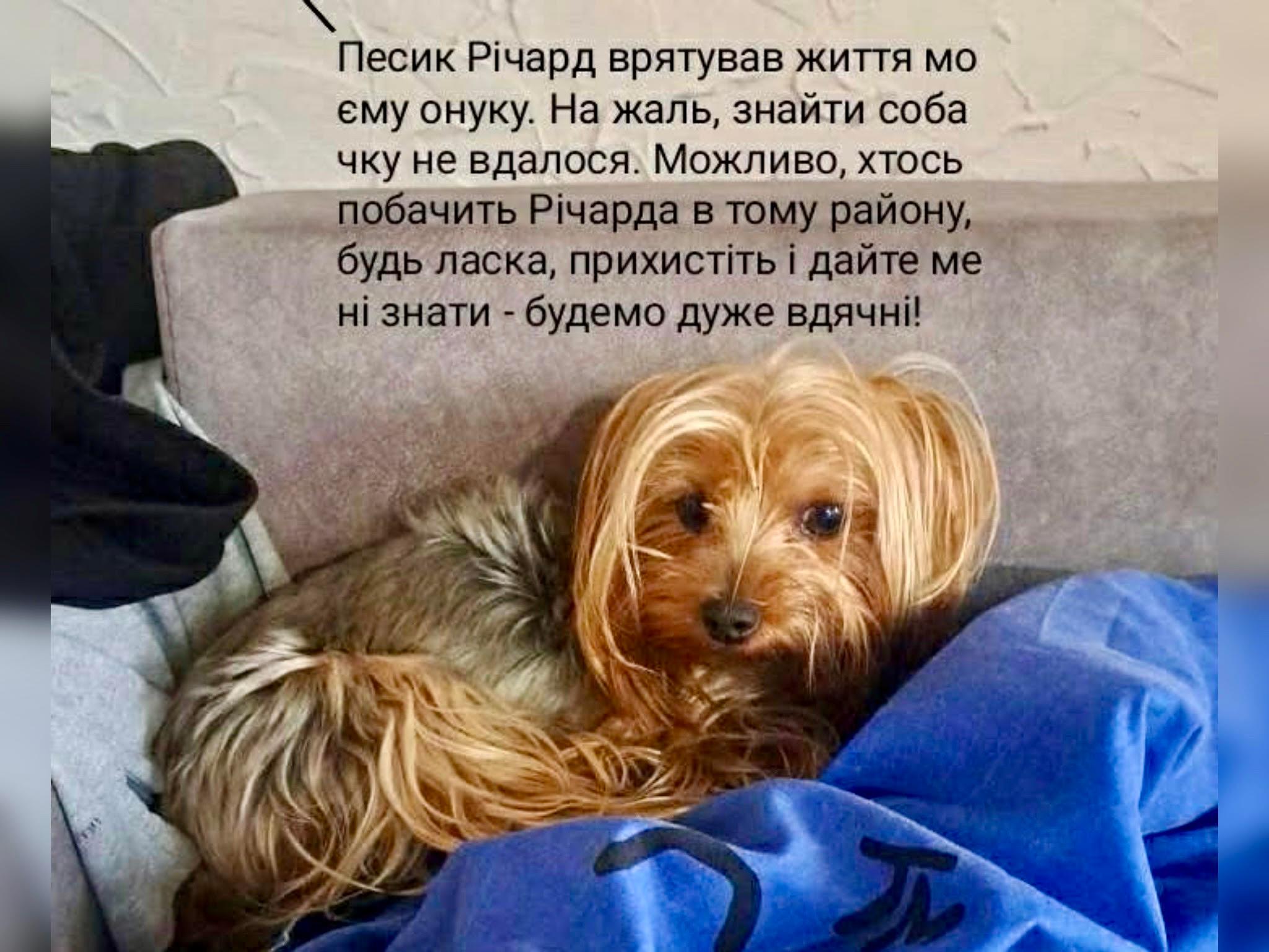 “Мого онука врятувала ця собачка” – на Соломʼянці шукають песика