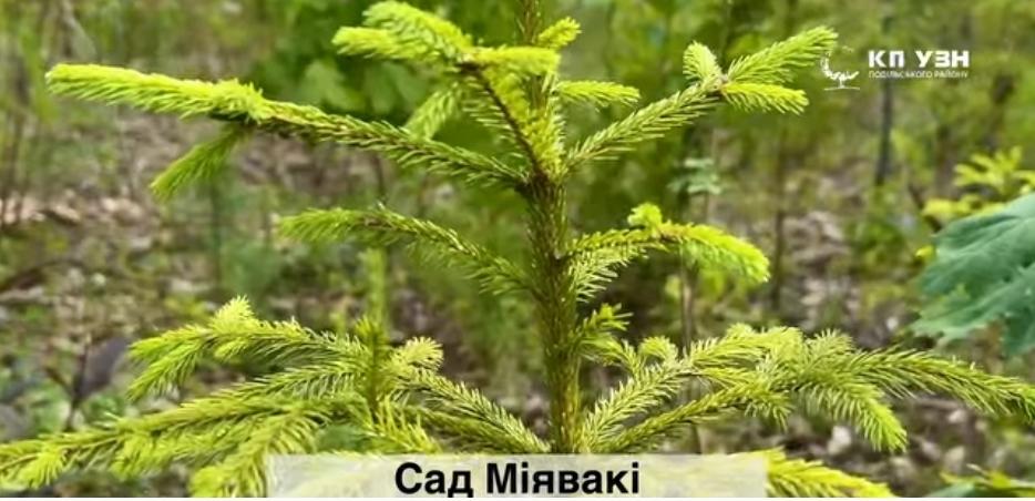 У Подільському районі висадили сад Міявакі