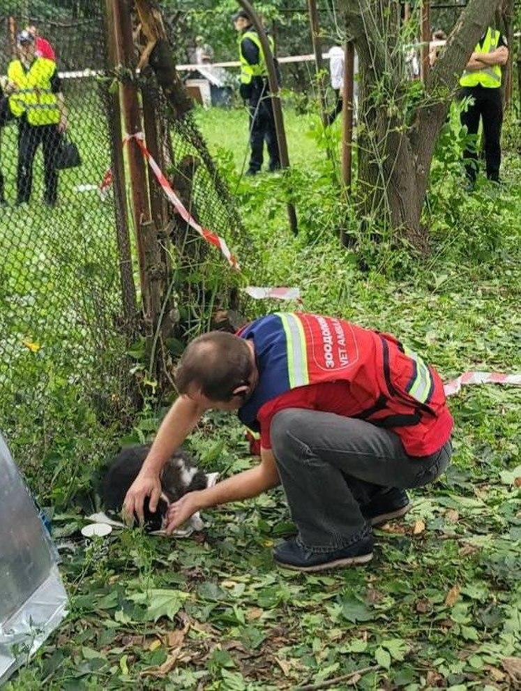 З-під завалів у Києві врятували двох котів: один втратив зір та слух