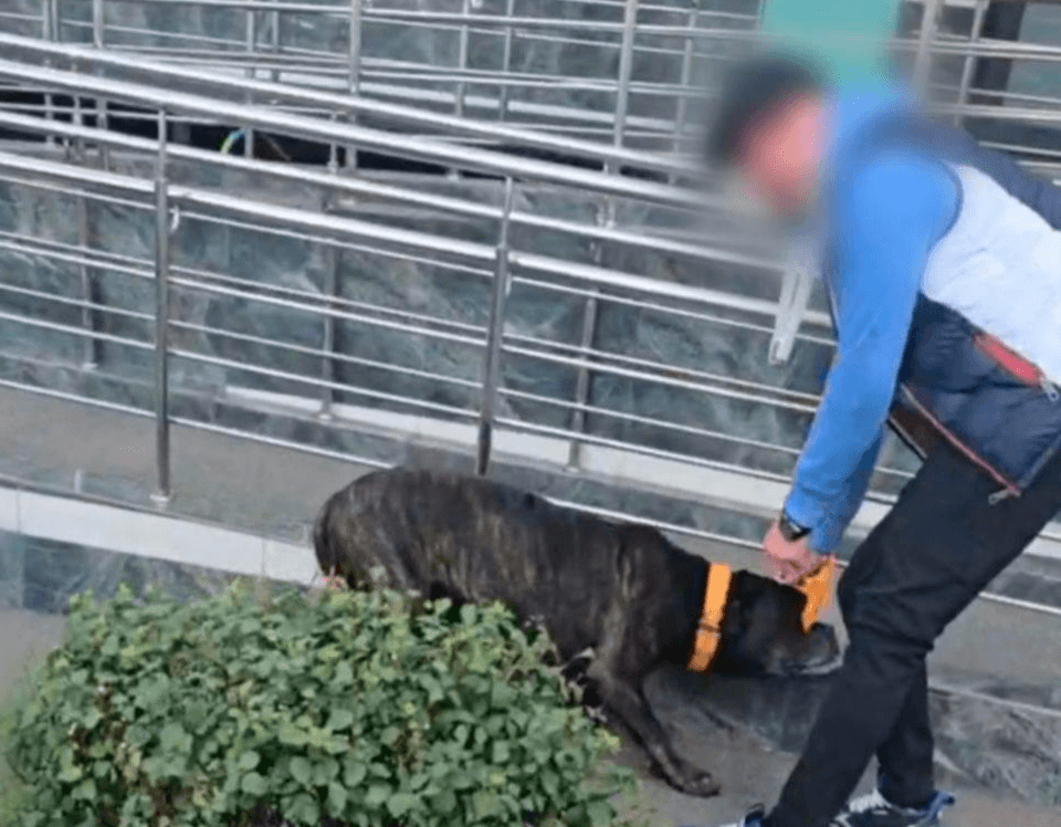 Киянин побив собаку під час прогулянки: він заплатить штраф, а тварину можуть забрати