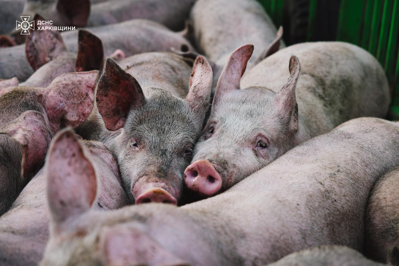 На Харківщині загинуло 13 тисяч свиней через російську атаку
