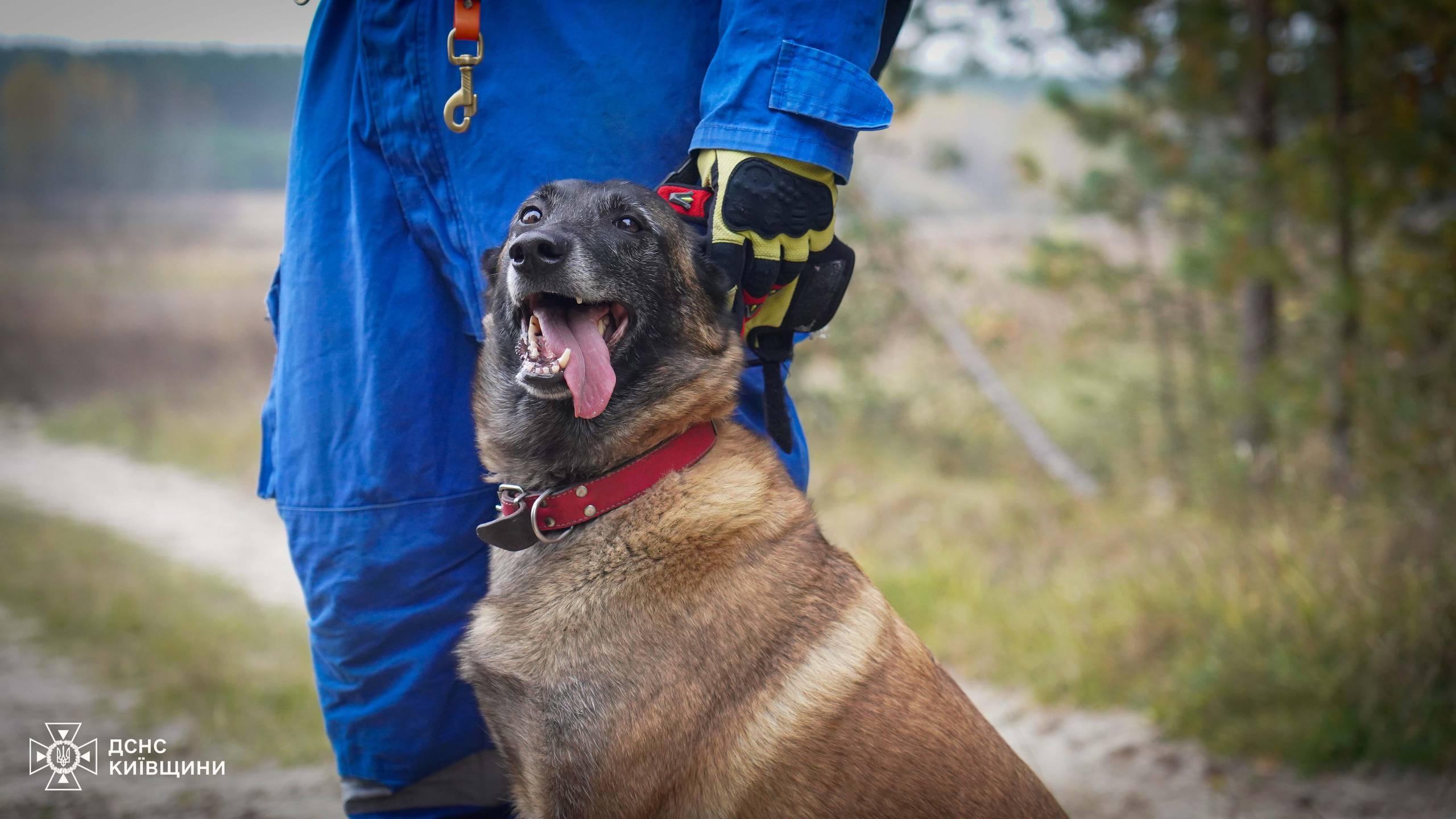 На Київщині другу добу шукають зниклого в лісі грибника