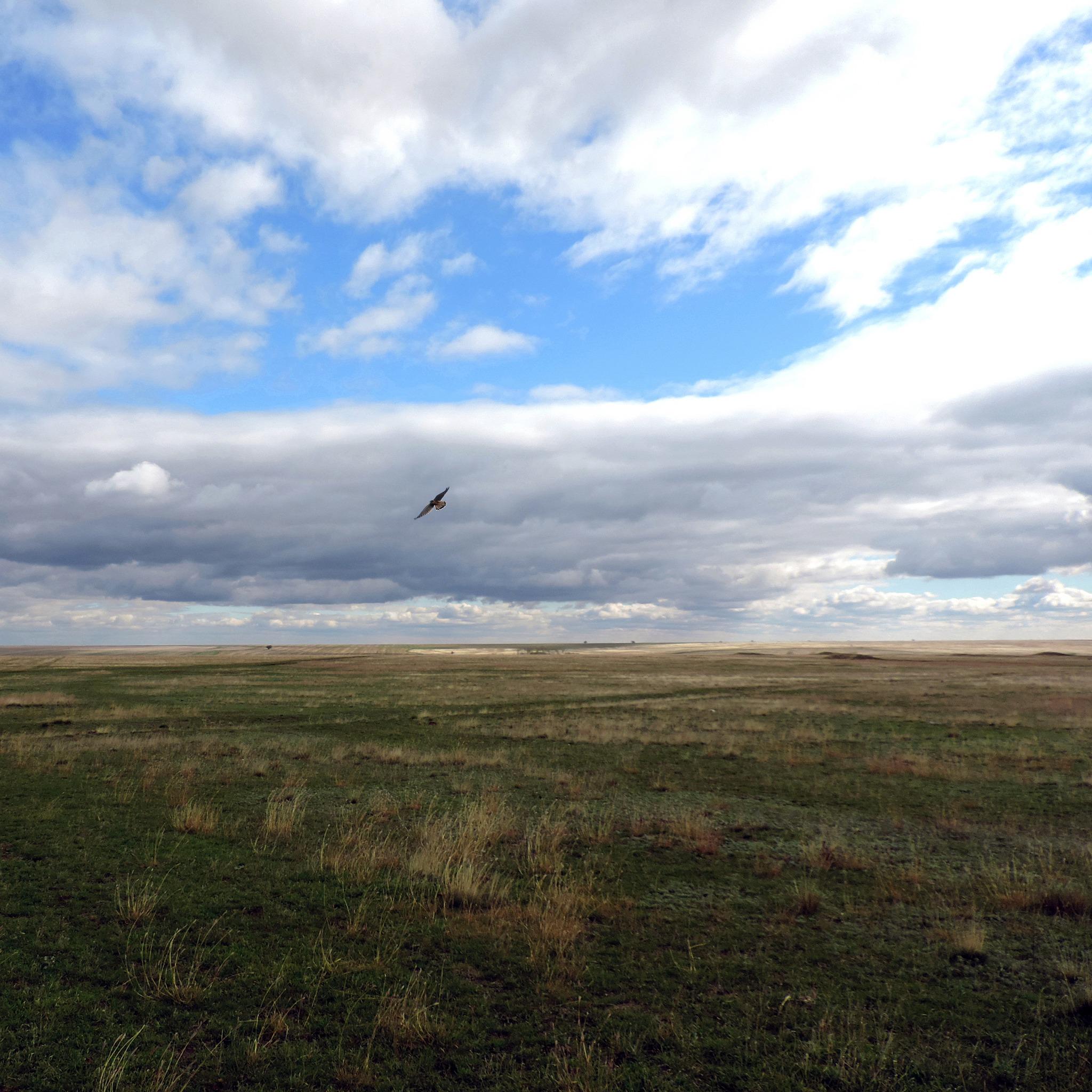 Київський зоопарк випустив у дику природу червонокнижного птаха