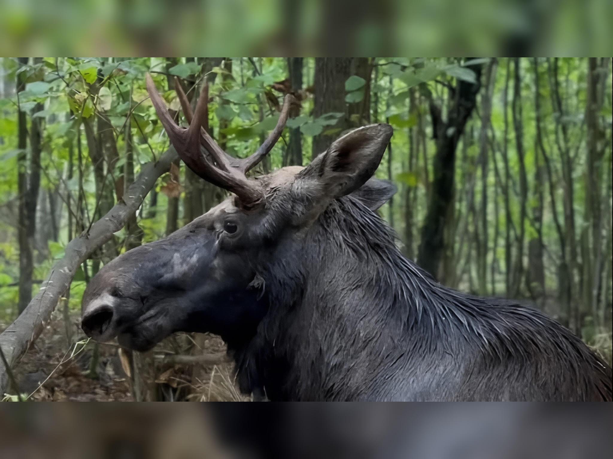 У Львові помер червонокнижний лось, якого раніше врятували із болота на Рівненщині: не витримало серце