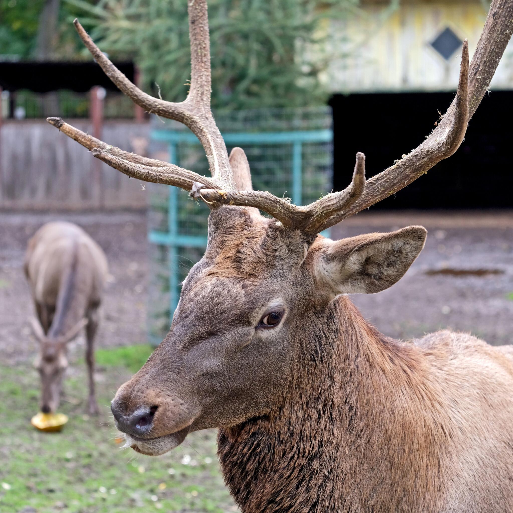 У КиївЗоо влаштують гарбузовий вікенд для оленів та їхніх «родичів»