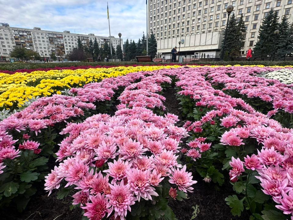 Площу Лесі Українки прикрасили тисячі хризантем