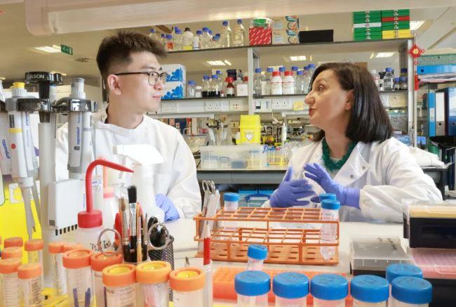 Вже протягом найближчого десятиліття  на заміну імплантів прийдуть вирощені справжні біологічні зуби