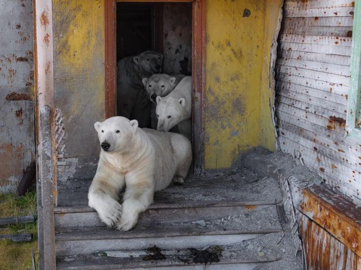Білі ведмеді оселилися у покинутій російській дослідницькій станції (фото)