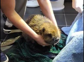 Прояв любові: діти на Київщині врятували бобра, що потрапив у силки