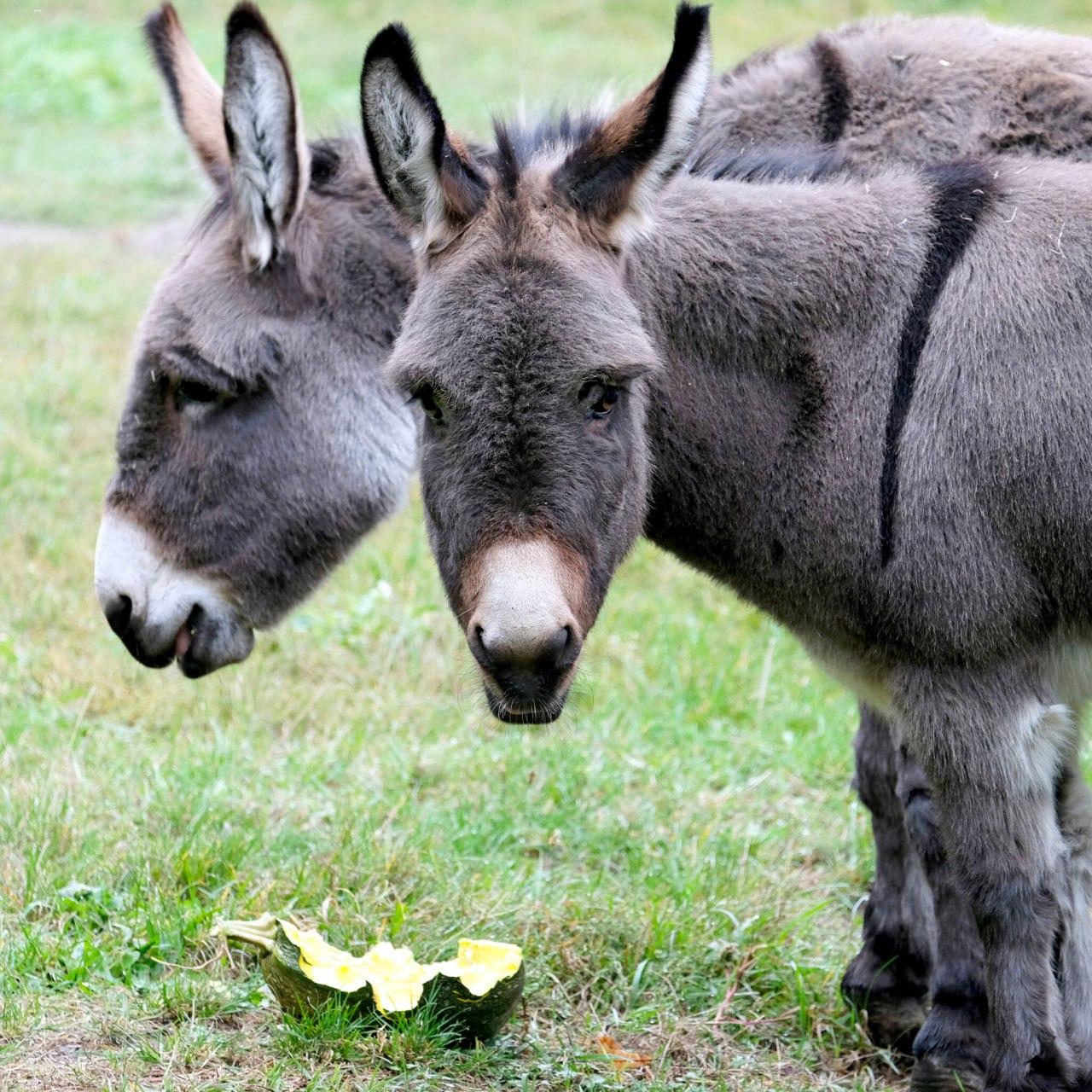 Гарбузові вікенди в КиївЗоо: графік частування копитних