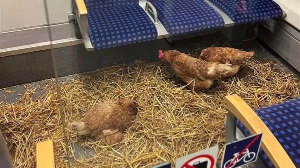 У Німеччині невідомі влаштували курник у вагоні потяга: у купе першого класу знайшли курей, солому та землю