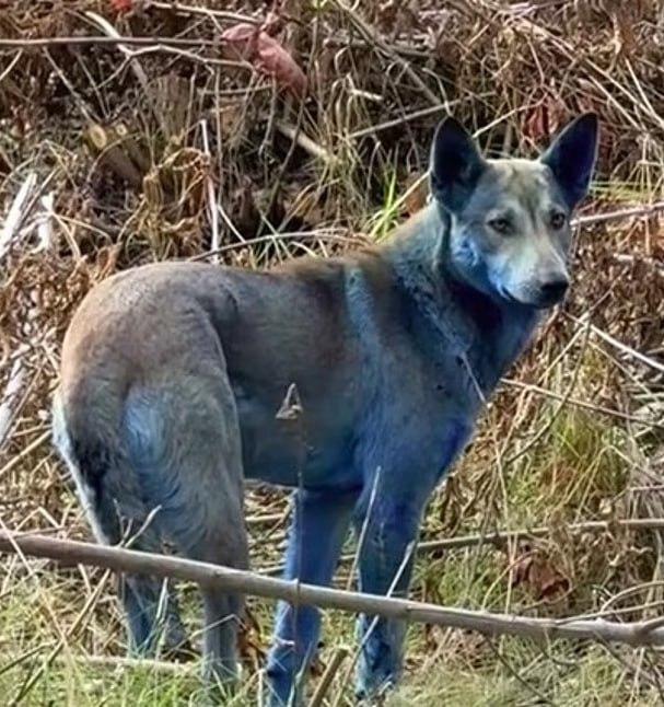 У Чорнобильській зоні виявили собак синього кольору: науковці вивчають причини