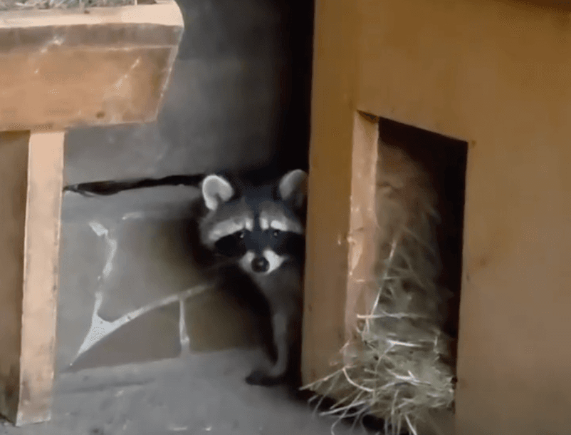 Єноти Сьома та Ненсі з Центру порятунку тепер житимуть у Межигір’ї