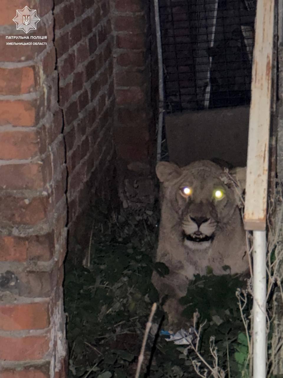 знайшли левицю