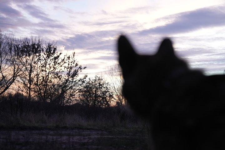 Сумські волонтери лікують собаку Мрію, що прийшла з росії