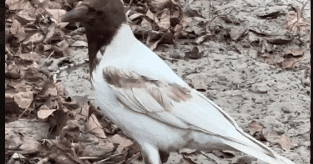 У Києві помітили незвичайну ворону-альбіноса