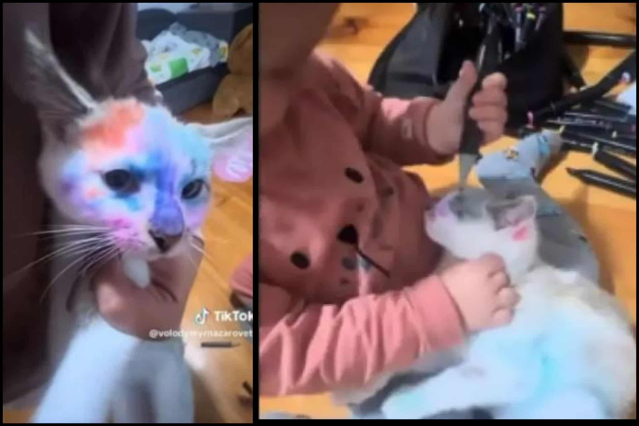 Дитина розмалювала кота фломастерами: яка кара загрожує батькам