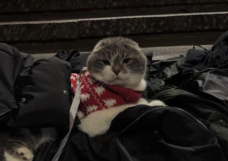 Котик у святковому светрі приніс дух Різдва в метро, де ховалися від обстрілів