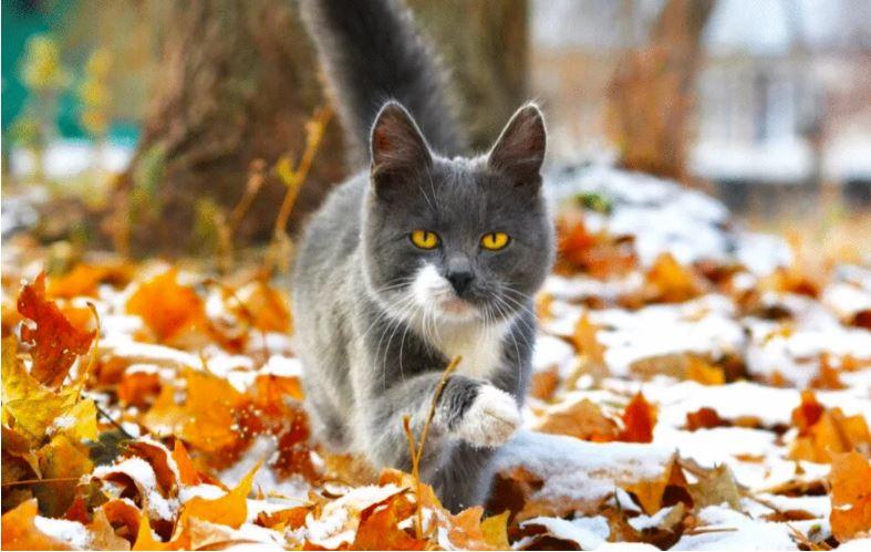 Прийшли теплі повітряні маси з півдня Європи та Туреччини – погода в останній тиждень осені