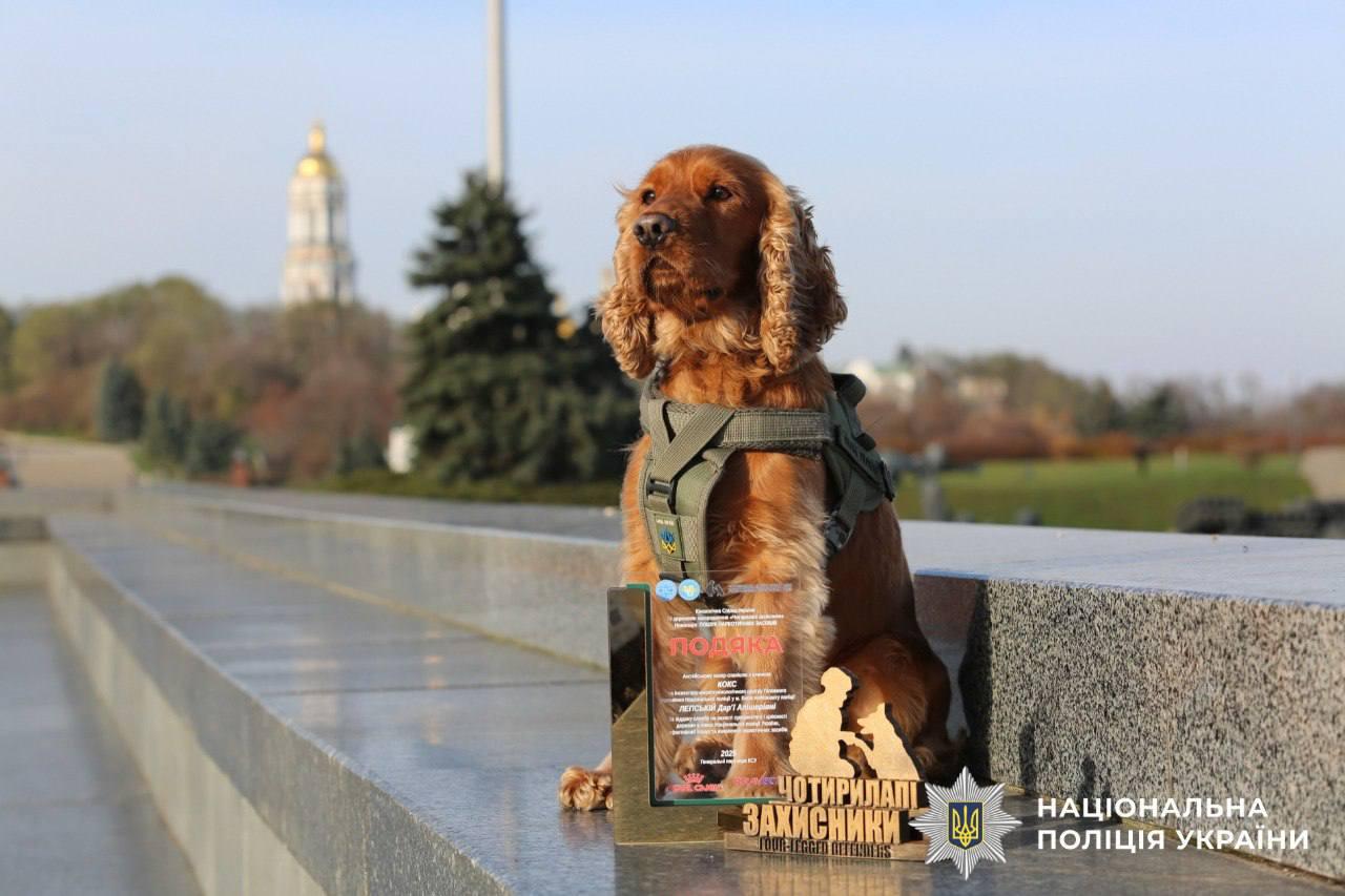 Спаніель Кокос став найкращим чотирилапим України у пошуку наркотиків