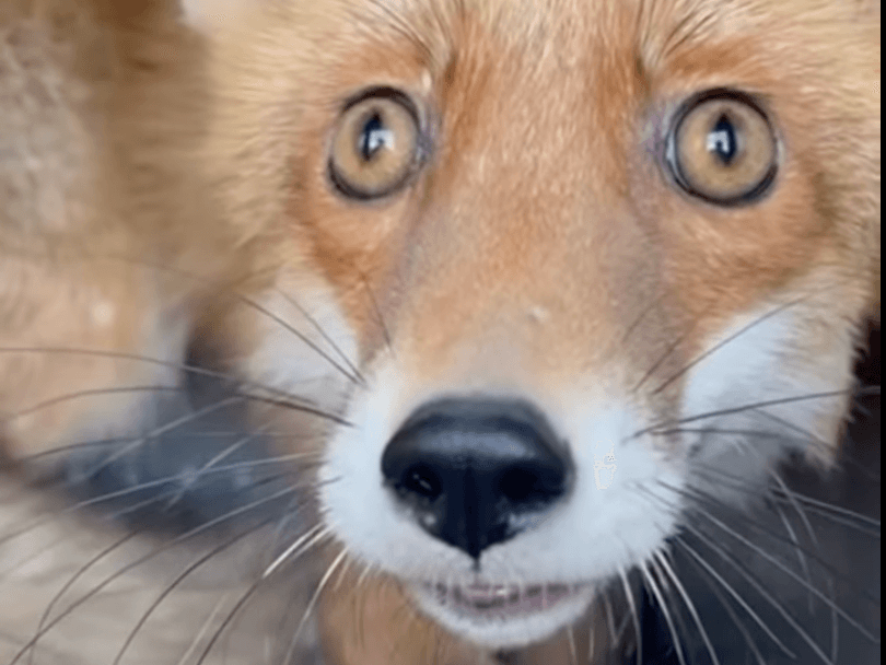 Лиса, який постраждав унаслідок ДТП на Київщині, відпустили у дику природу