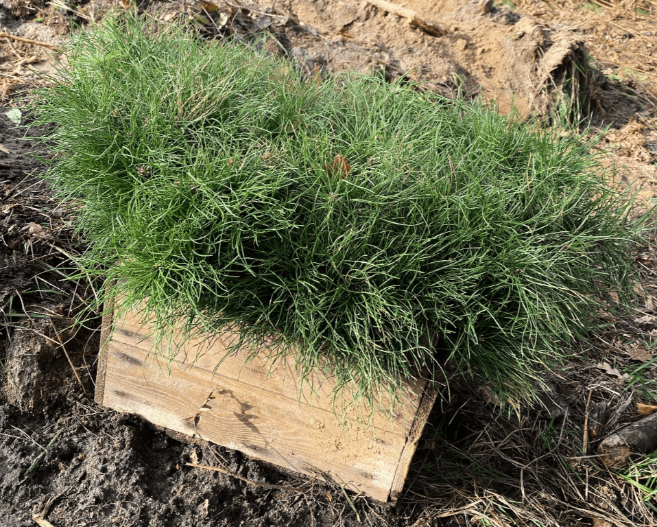 У Києві відтворюють ліси: стало відомо, скільки насаджень зробили цього року