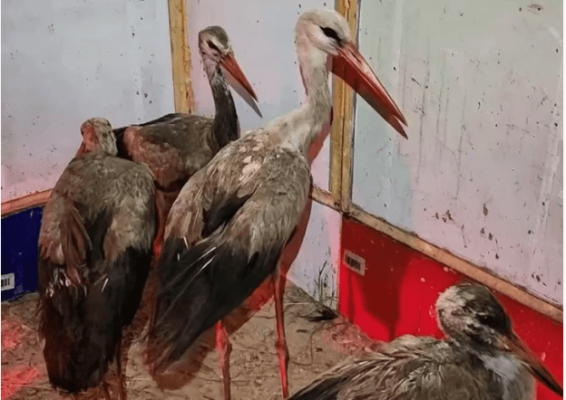 На Київщині врятували дев’ять лелек, які застрягли на сміттєзвалищі й не могли злетіти