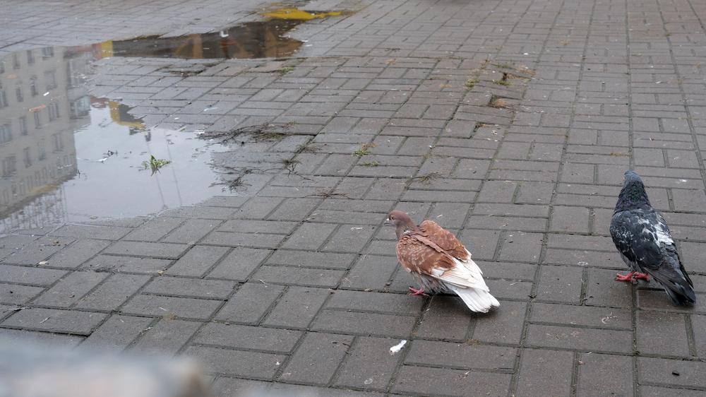 У Києві сьогодні прогнозують опади