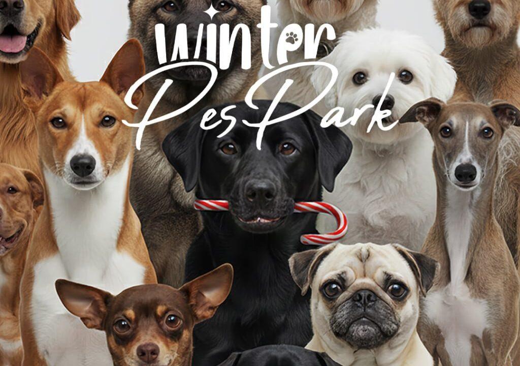 На Арт-заводі Платформа відкривається зимовий pet-friendly простір