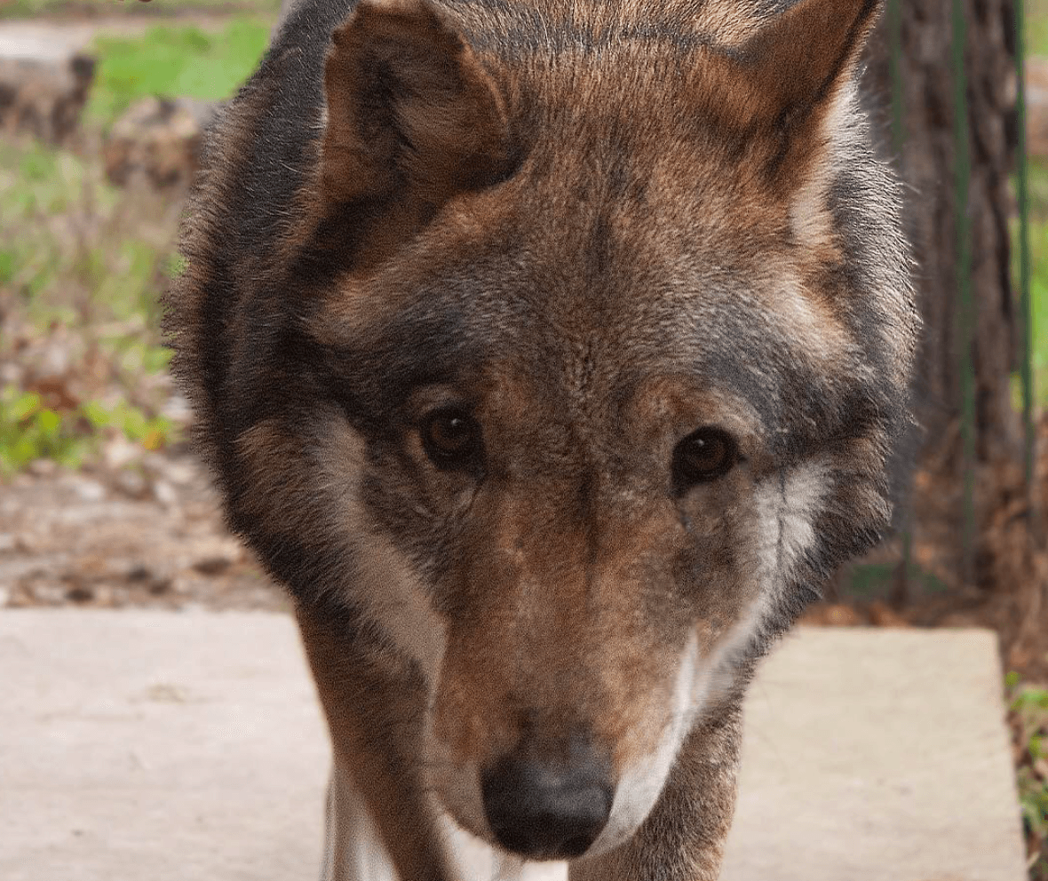 Військові стали постійними опікунами вовка Вови з Центру порятунку диких тварин
