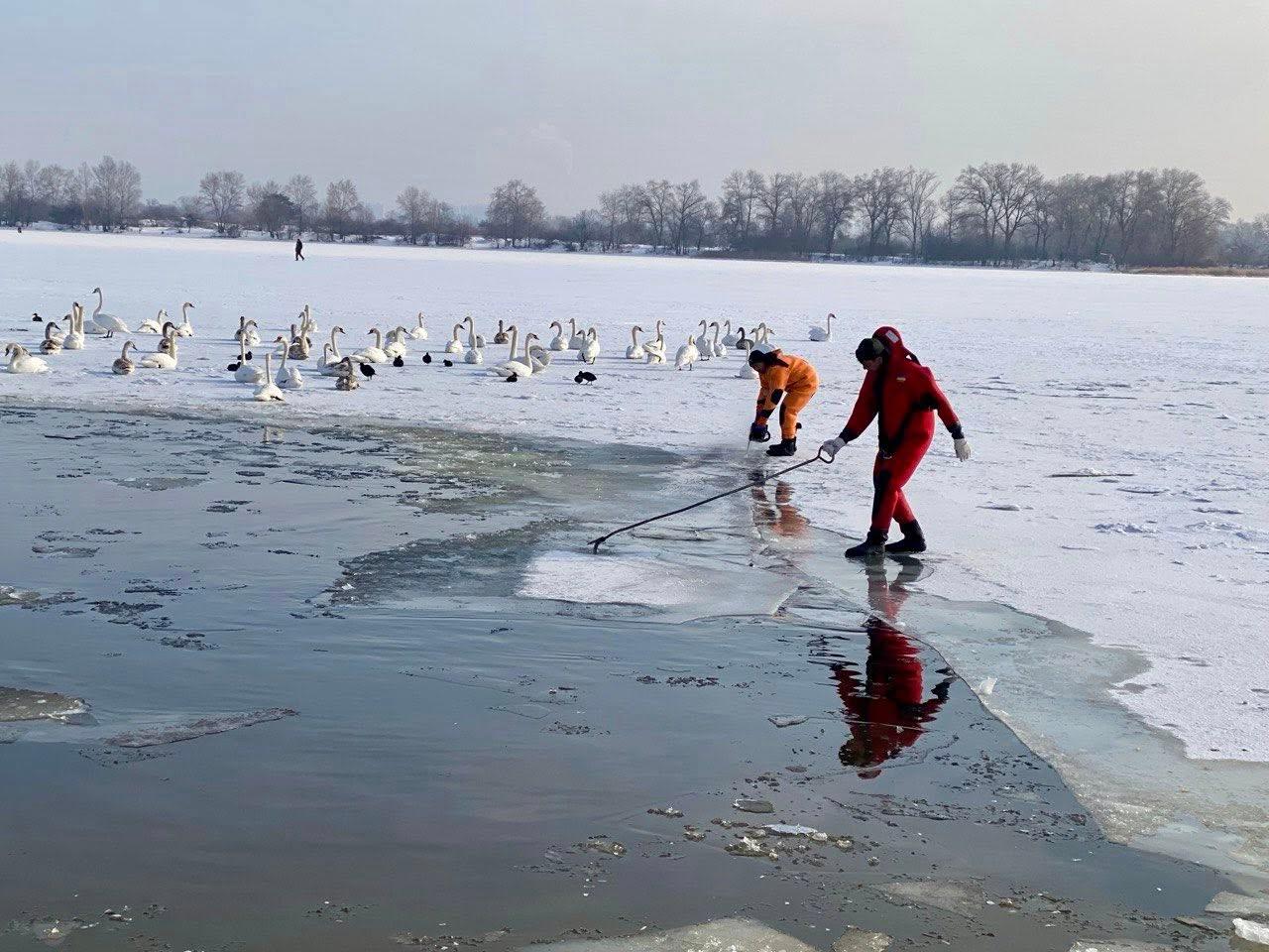 На озері Тельбін та у затоці Собаче гирло розширили ополонки для лебедів і качок