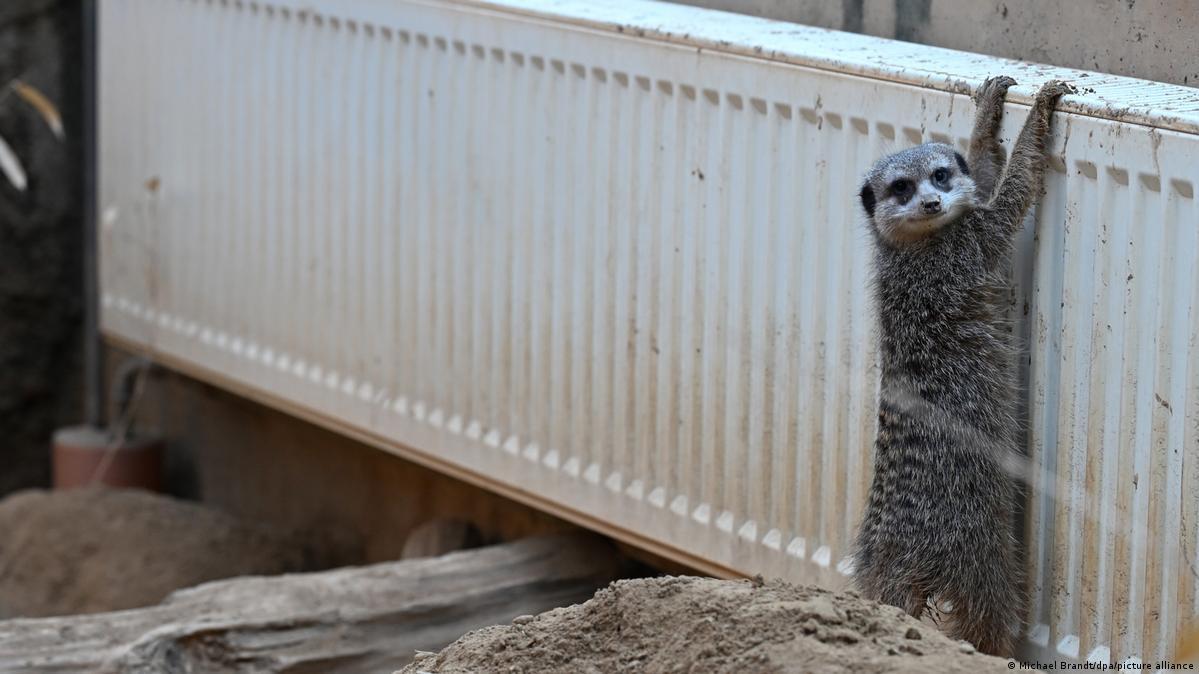 Сурикат обіймається з радіатором, вівцям поставили обігрівач: як німецькі зоопарки захищають тварин від морозів